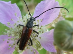 Stenurella melanura