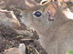 Galea spixii