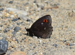 Erebia mancinus