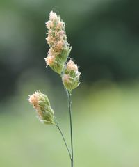 Dactylis glomerata glomerata