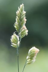 Dactylis glomerata glomerata
