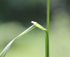 Dactylis glomerata glomerata