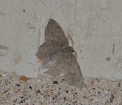 Chloropteryx nordicaria