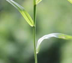 Dactylis glomerata glomerata