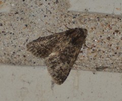 Condica albigera