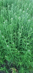 Achillea millefolium