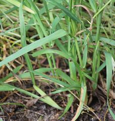 Dactylis glomerata glomerata