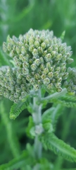 Achillea millefolium