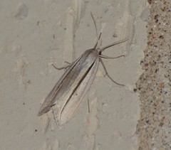 Doryodes tenuistriga