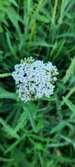 Achillea millefolium