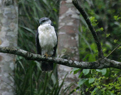 Pseudastur occidentalis