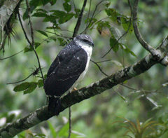 Pseudastur occidentalis