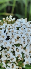 Achillea millefolium