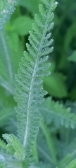 Achillea millefolium