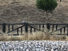 Columba palumbus