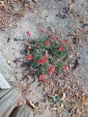 Papaver rhoeas