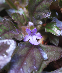Ajuga makinoi