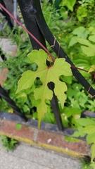 Ampelopsis glandulosa