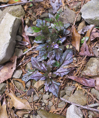 Ajuga makinoi