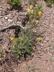 Leontodon biscutellifolius