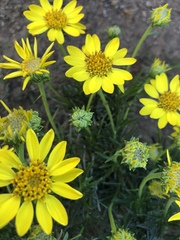 Ericameria linearifolia