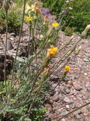 Leontodon biscutellifolius
