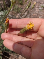 Leontodon biscutellifolius