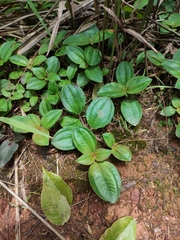 Melastoma dodecandrum