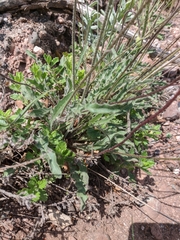 Leontodon biscutellifolius