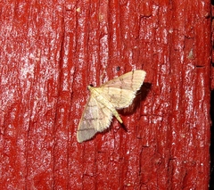 Blepharomastix ranalis