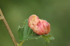 Tetraneura caerulescens