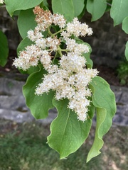 Syringa reticulata
