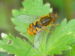 Parhelophilus obsoletus