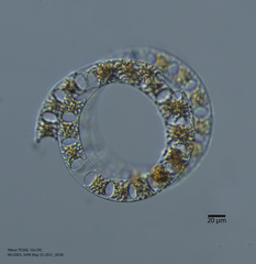Eucampia zodiacus