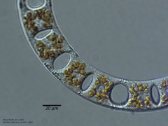 Eucampia zodiacus