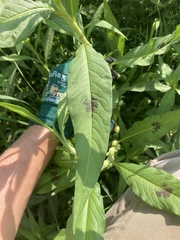 Persicaria lapathifolia