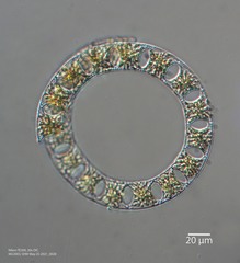 Eucampia zodiacus