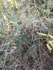 Astragalus eremiticus