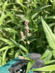 Persicaria lapathifolia
