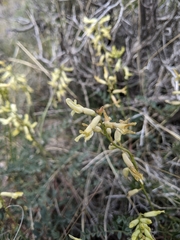 Astragalus eremiticus