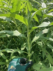 Persicaria lapathifolia