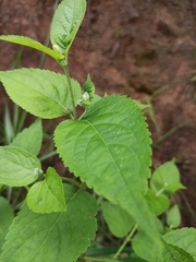 Eupatorium chinense