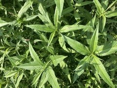 Persicaria lapathifolia