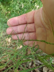 Poa sterilis