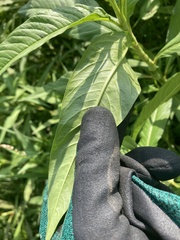Persicaria lapathifolia