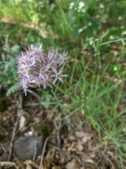 Allium decipiens quercetorum