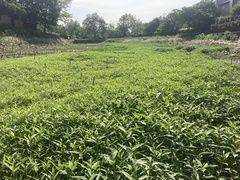 Persicaria lapathifolia