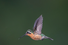 Purple-Throated Mountain-Gem photo 3