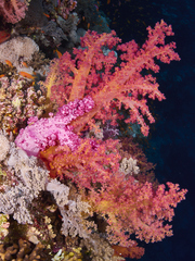 Dendronephthya hemprichi