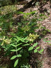 Astragalus glycyphylloides